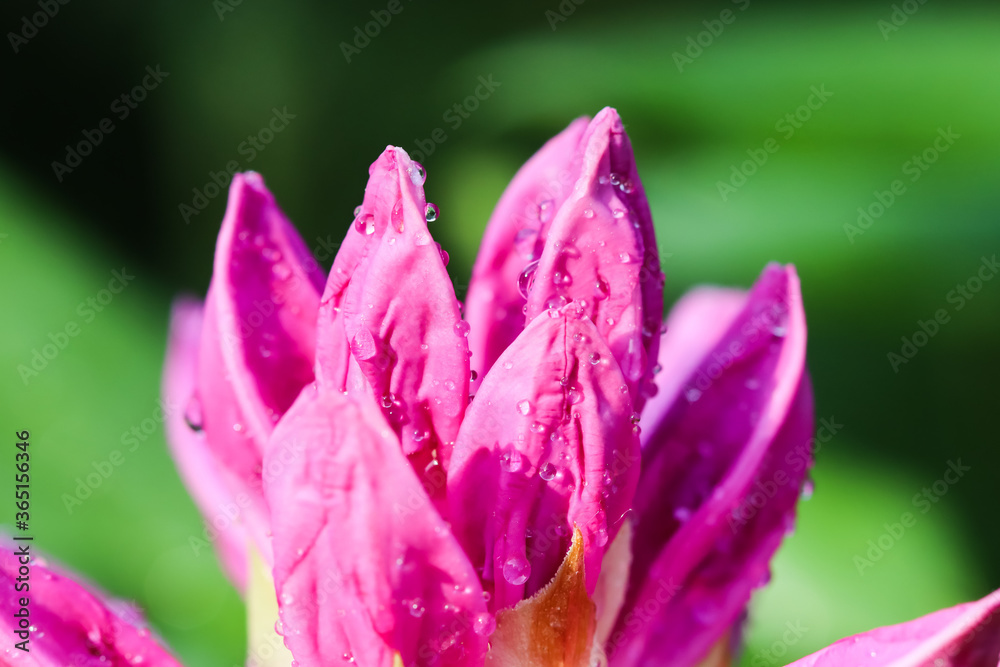 Soft focus, abstract floral background, pink Rhododendron flower bud with dew drops. Macro flowers backdrop for holiday brand design
