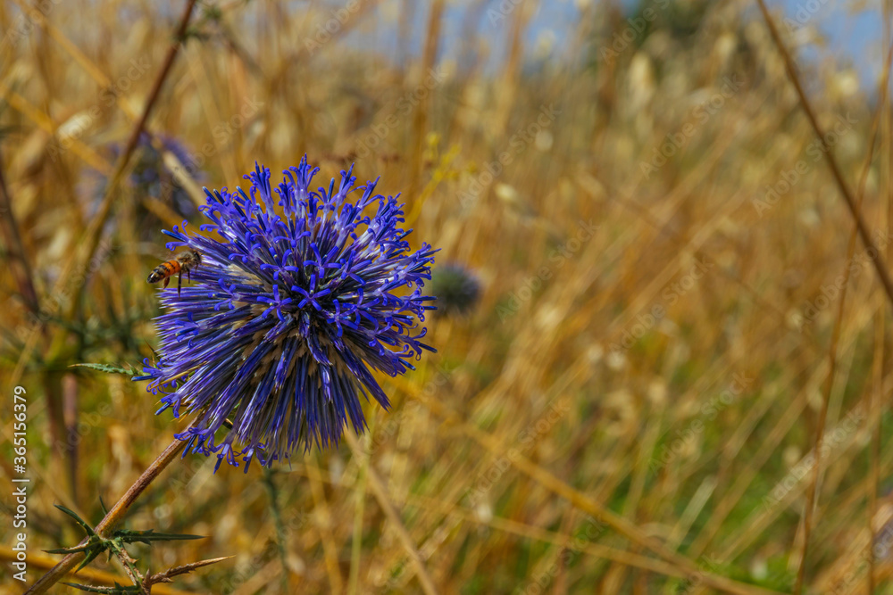 Blue southern globe thistle, Echinops flower close-up on a blurred background of yellow dry grass Blue southern globe thistle, Echinops flower close-up on a blurred background of yellow dry grass
