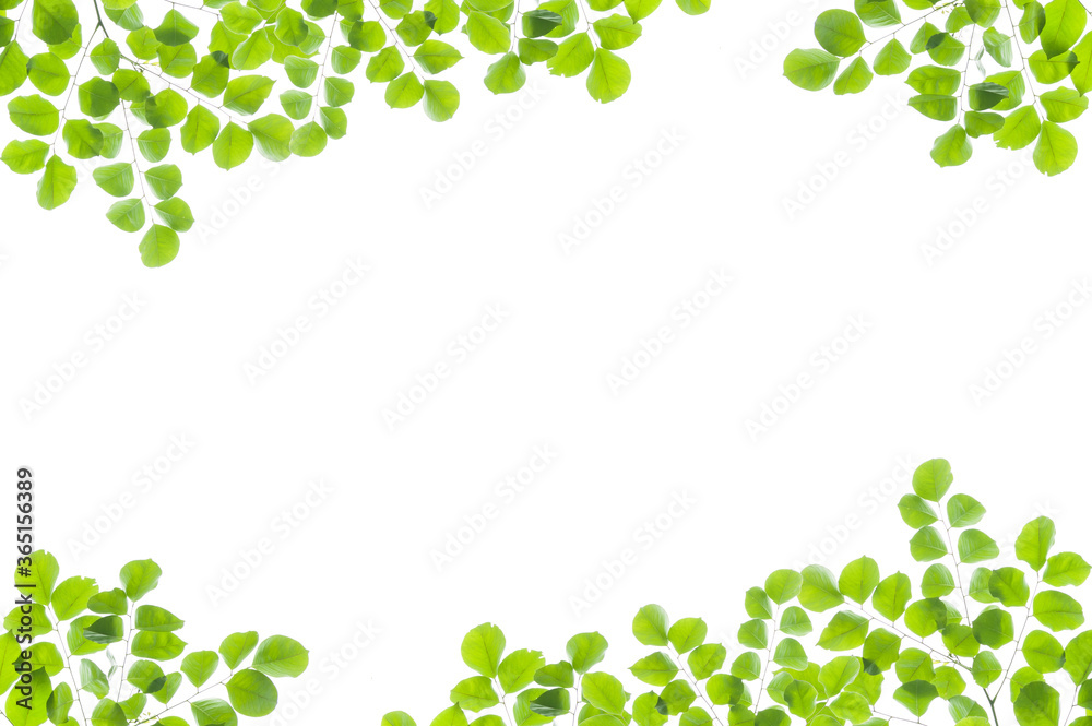 Green leaves frame isolated on white background. Green leaves frame isolated on white background.