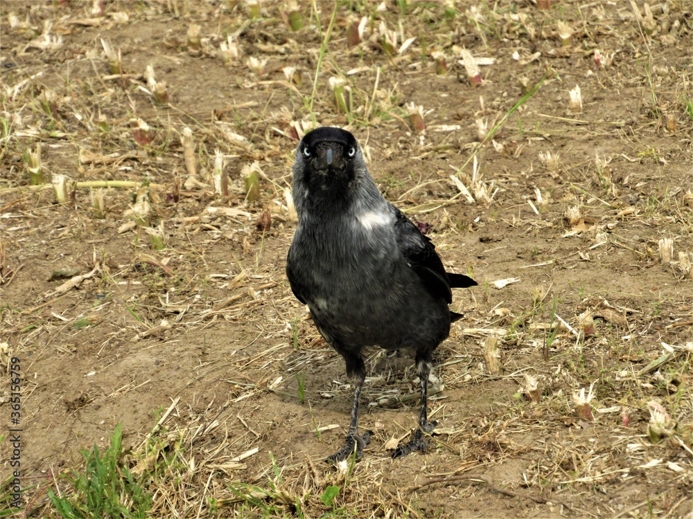 Obraz premium Stare Into My Eyes