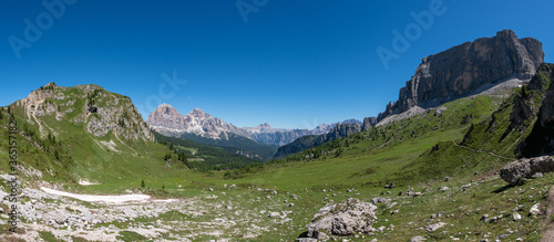 Small alpine flowers bloom in the valley of Passo Giau, Dolomites, South Tyrol, Italy, Europe