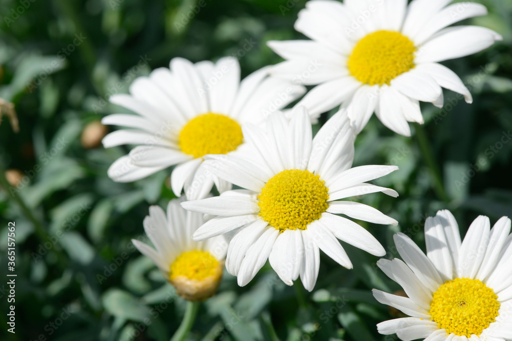 white marguerite in the garden white marguerite in the garden