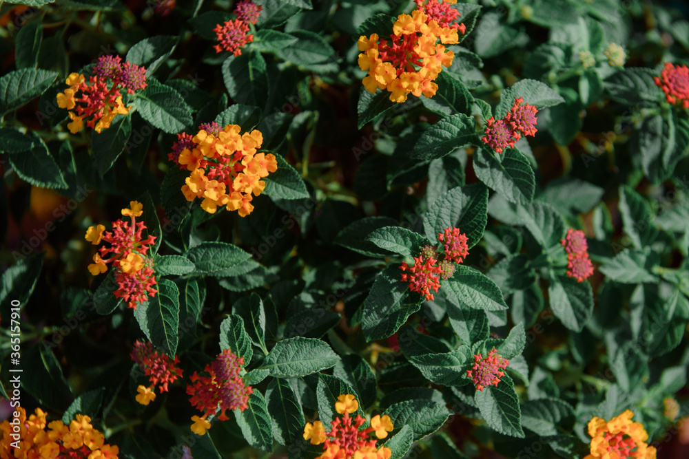 Lantana camara flowers, yellow-orange tones, are colorful flowers. Also is an herb.