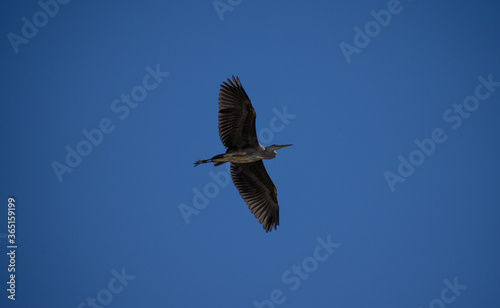 Great Blue Heron