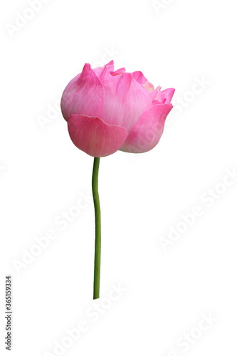 Pink lotus flower on white background