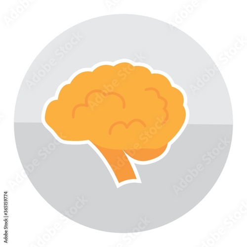 brain