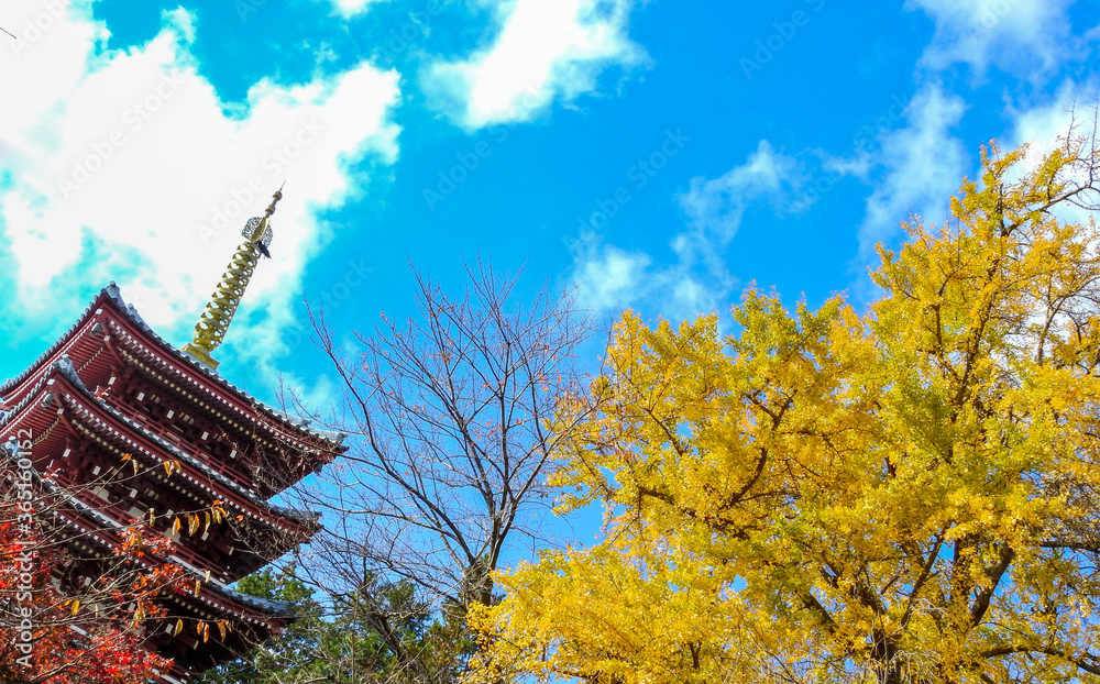 松戸の本土寺に訪れた秋、青空と五重塔とイチョウの木と