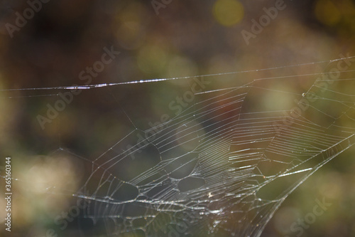 Spidernet in sunlight on blurry forest background