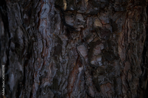 Tree bark close up shot in forest
