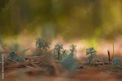 Close up soft focused shot of sagebush, wormwood or mugwort sprouts on blurry autumn forest background.