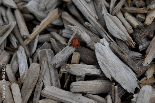 Ladybug in Bark Chips