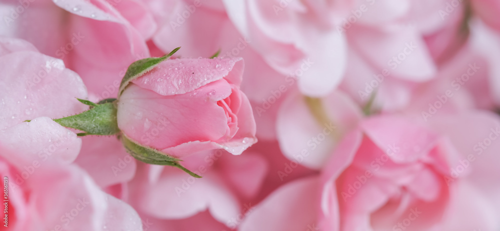 Beautiful pink rose with water drops. Can be used as background. Soft focus. Romantic style