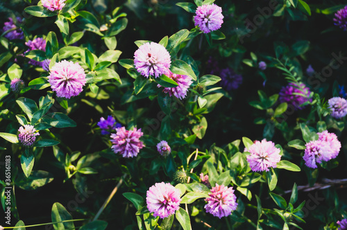 pink blooming clover among the greenery