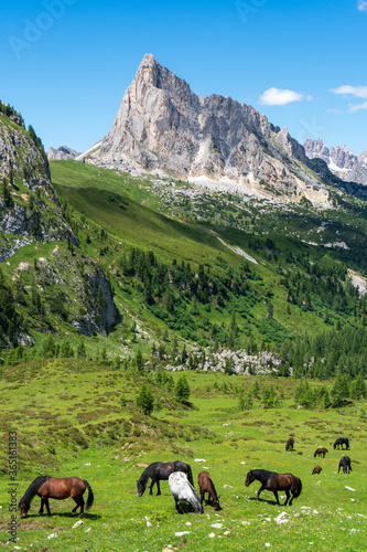 Brown horses graze in the mountains. Herd of horses grazing on a green meadow on the mountain slope, dolomites italy