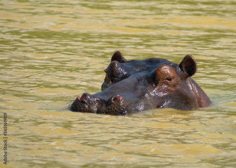 Hippopotamus with his head above water, iSimangaliso Wetland Park, South Africa Hippopotamus with his head above water, iSimangaliso Wetland Park, South Africa