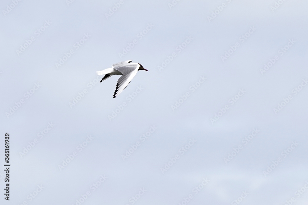Fototapeta premium Black-headed gull in flight, against blue background. Front view