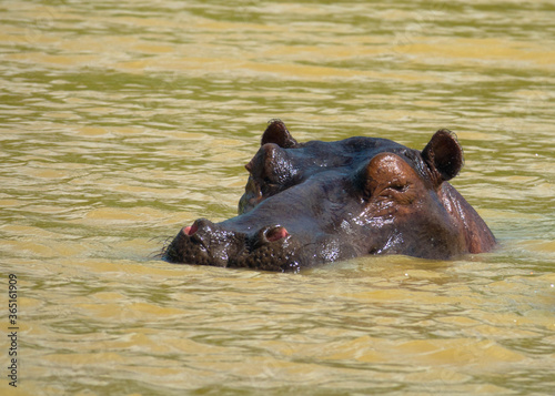 Hippopotamus with his head above water, iSimangaliso Wetland Park, South Africa