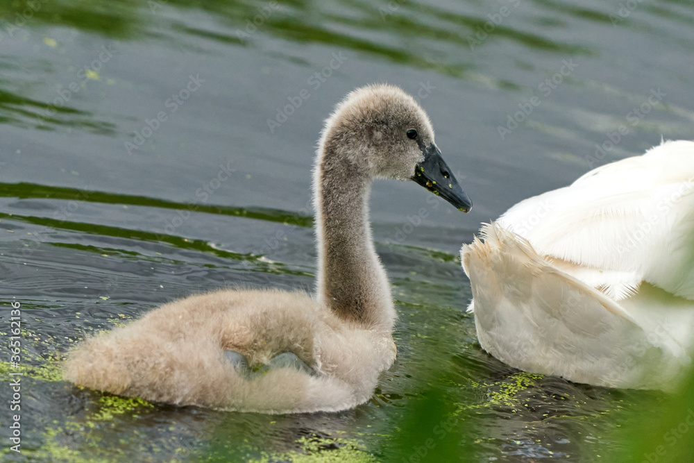 Panorama of baby swans, the little chicks swimming in a pond. white and grey colored. Duckweed floats in the water Panorama of baby swans, the little chicks swimming in a pond. white and grey colored. Duckweed floats in the water