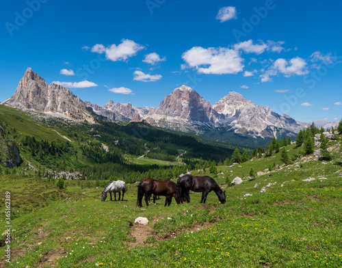 Brown horses graze in the mountains. Herd of horses grazing on a green meadow on the mountain slope  dolomites italy