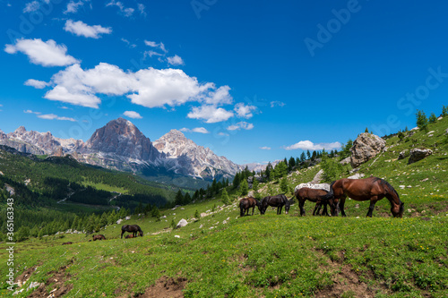 Brown horses graze in the mountains. Herd of horses grazing on a green meadow on the mountain slope, dolomites italy