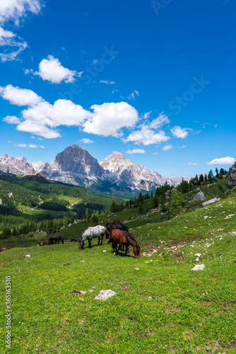 Wild horses grazing free in the Alps in summer  on a remote alpine pasture