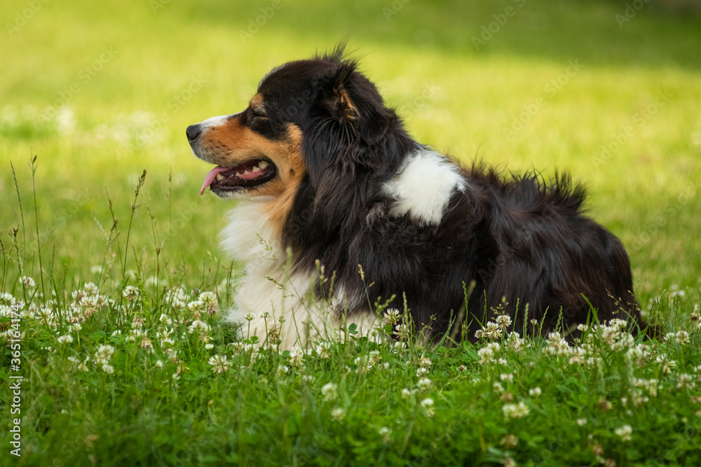 Bernese mountain dog in beautiful spring flowered field. Spring flowers and dog.