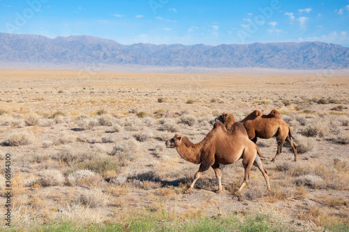 Two Bactrian camels  Camelus bactrianus  walking along dried steppe in Central Asia with mountains in the background  Kazakhstan