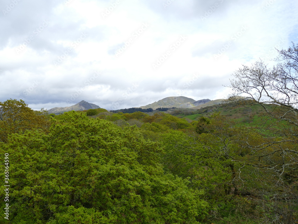 Woodland in foreground with mountains and cloudy sky behind