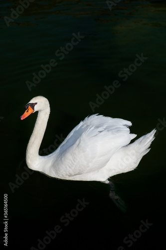 Fototapeta Naklejka Na Ścianę i Meble -  White swan on the dark water.
