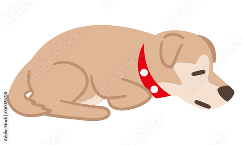 体調不良でうずくまる犬