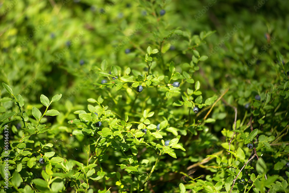 Glade with wild berries blueberries on a summer day. Edible berries in a clearing. Glade with wild berries blueberries on a summer day. Edible berries in a clearing.