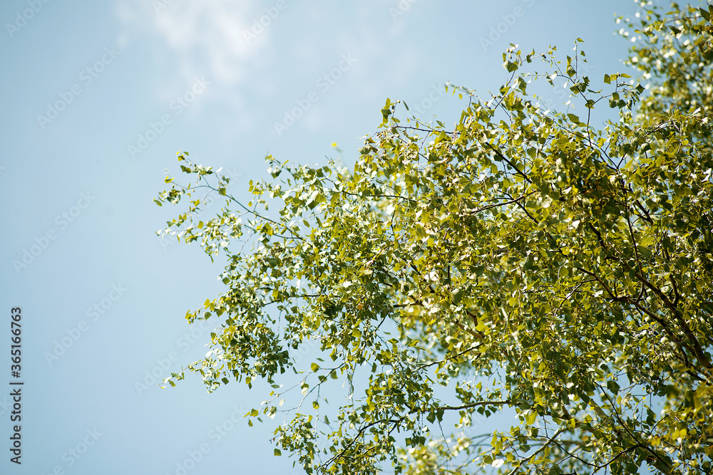 The top of a birch with green leaves on a background of blue sky on a summer day. The top of a birch with green leaves on a background of blue sky on a summer day.