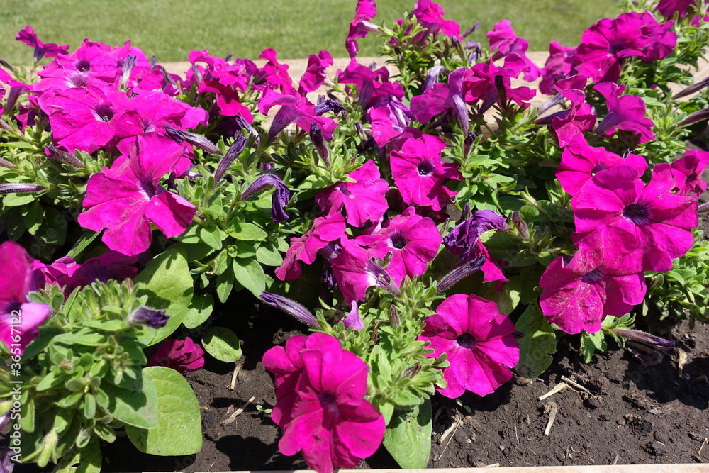 Blooming magenta colored petunias in mid June Blooming magenta colored petunias in mid June