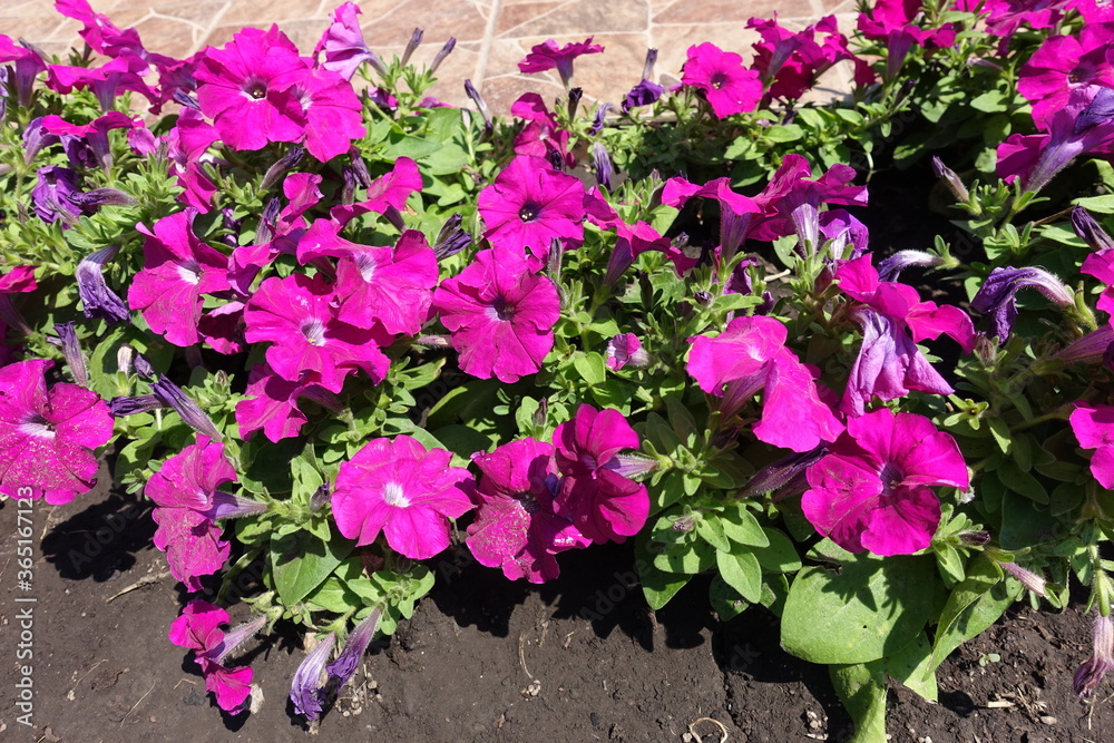 Blossoming magenta colored petunias in mid June
