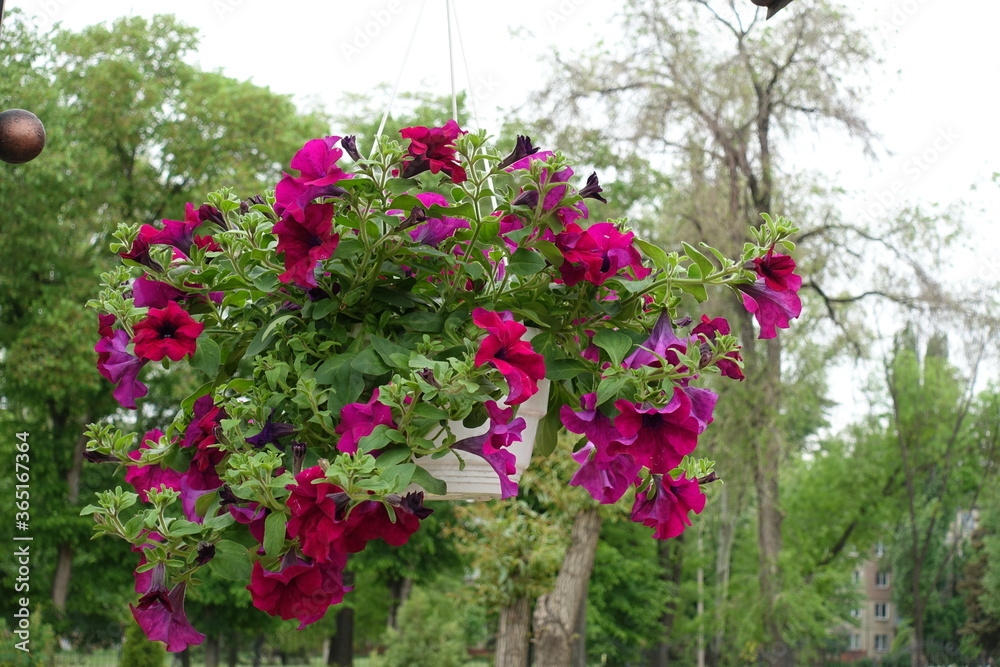 Hanging pot with magenta colored flowers of petunias in May
