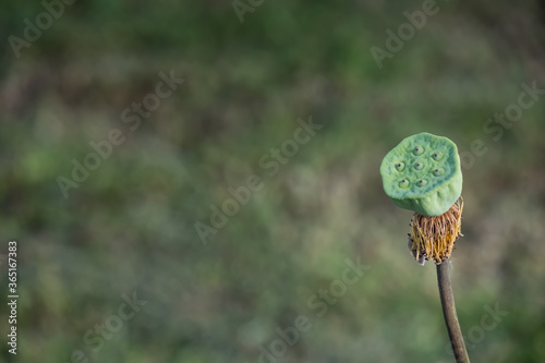 Lotus Flower or water lily Gaysorn sprinkled in a lotus pond. photo