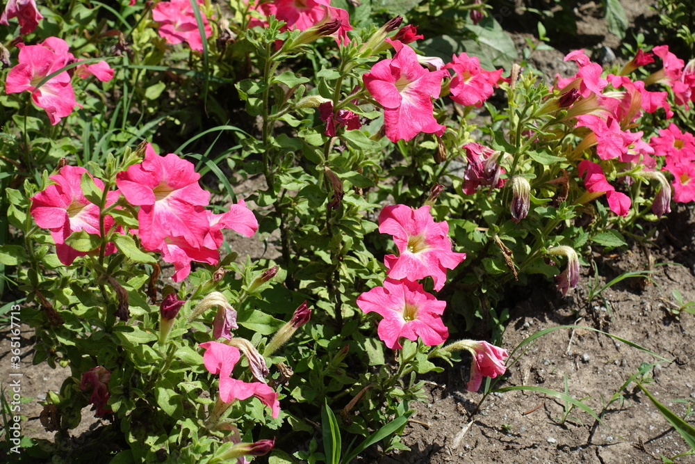 Florescence of salmon pink petunia in mid June