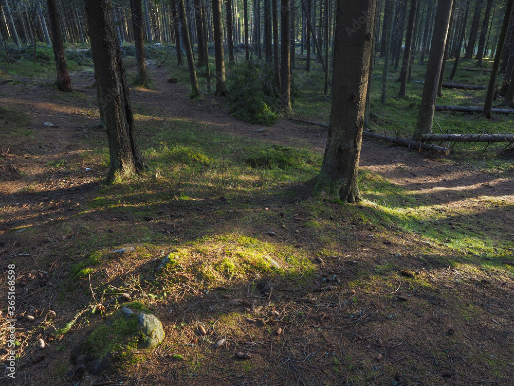 Fototapeta premium spruce trees in the forest at sunset