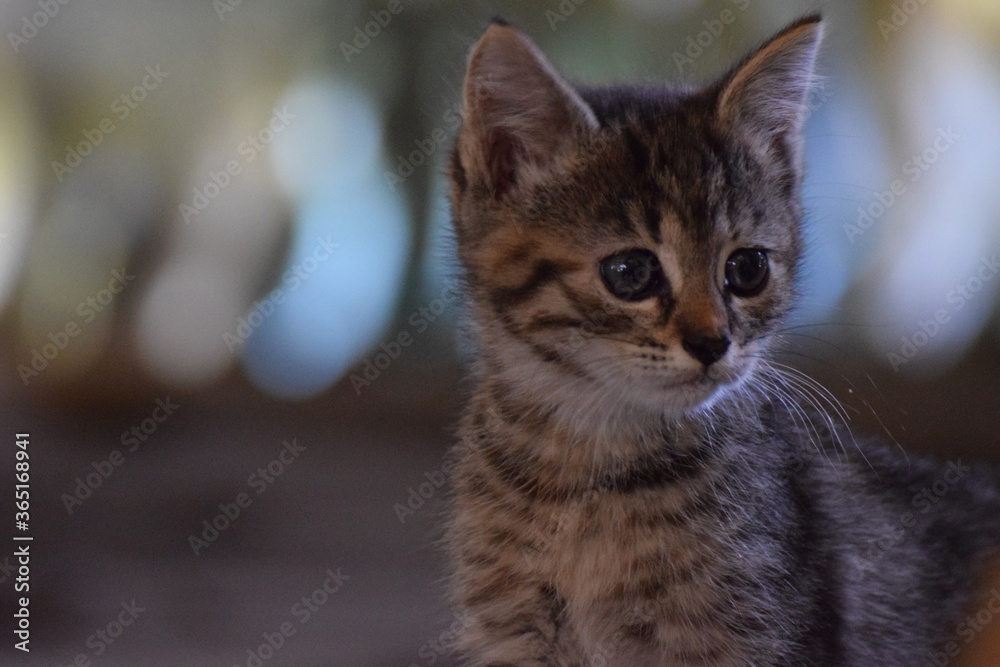 Fototapeta premium Katze 