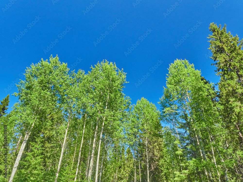 Fototapeta premium spruce trees in the forest at sunset