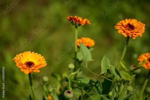 Calendula flowers in the garden under the summer sun.