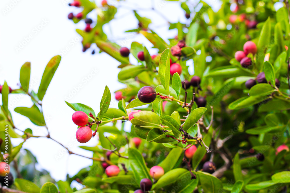 Obraz premium Karanda or carissa carandas Linn hanging on tree nature sky background