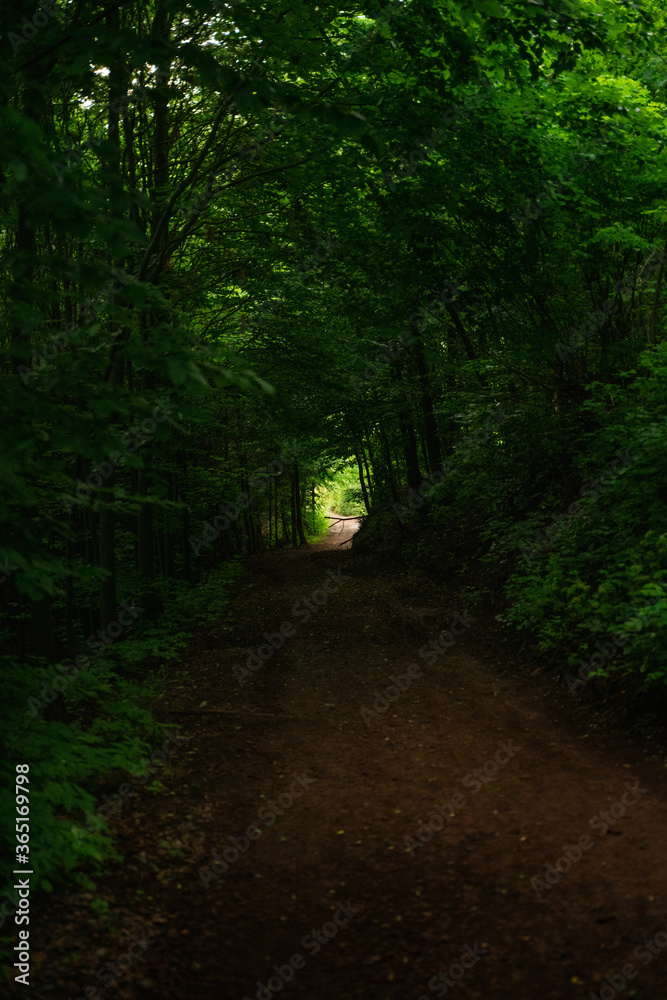 Obraz premium Deep green forest tunnel in rainy day