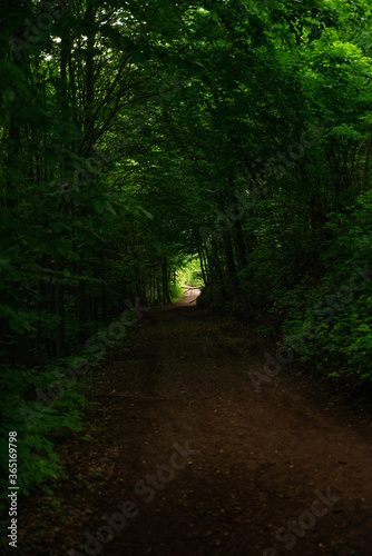 Deep green forest tunnel in rainy day