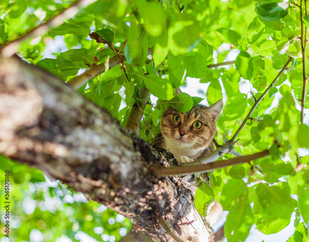 The frightened cat in the Apple tree. highly.