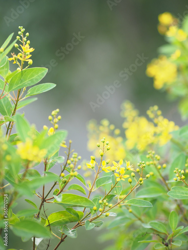 Small yellow flower blooming in garden blurred of nature background © pakn