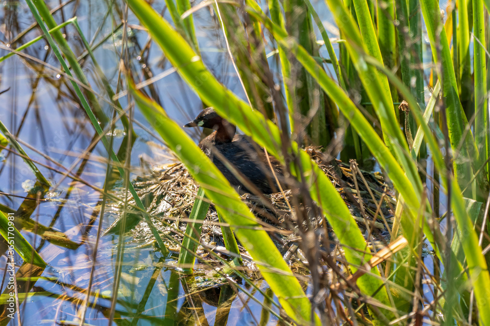 Obraz premium Little Grebe (tachybaptus ruficollis) in its nest in 
