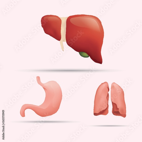 set of human internal organs