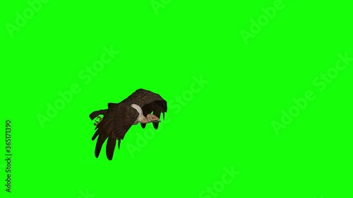 4k 3d animation showing a large Vulture bird flying, hovering and getting ready to swoop on prey.