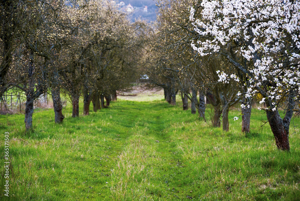 Obraz premium Apple tree in bloom